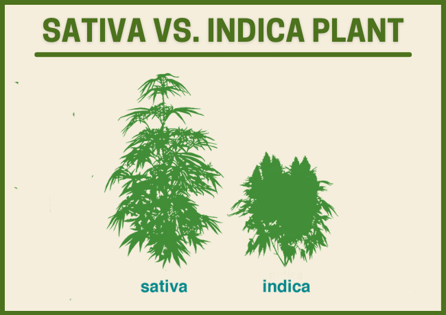 A comparison of an Indica vs. sativa cannabis plant