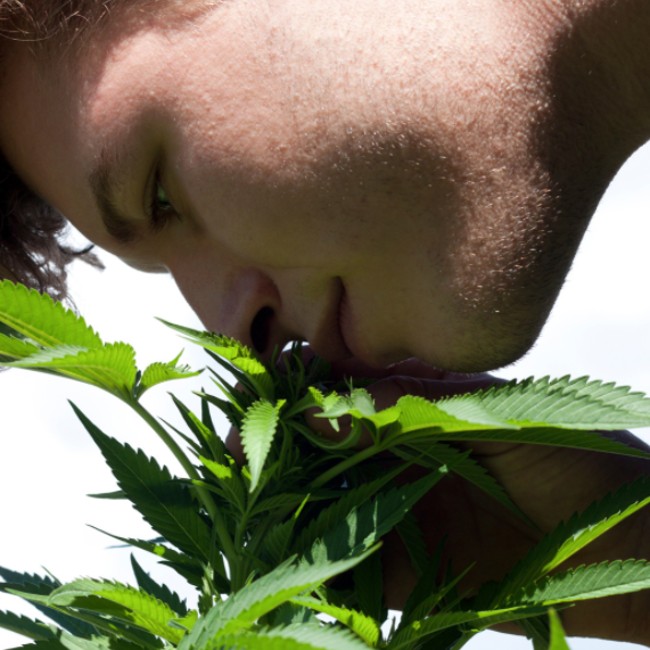 Someone smelling a cannabis plant