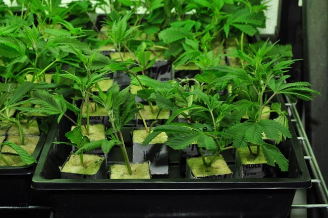 A bunch of clones in a container