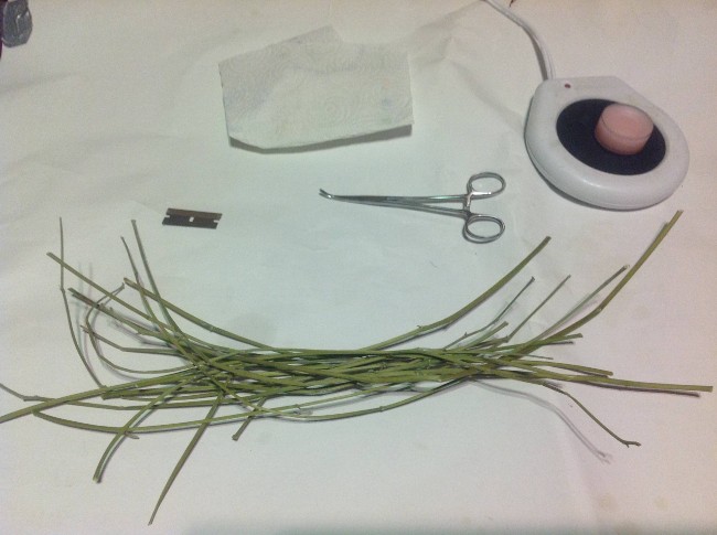 Someone making hemp wick out of cannabis stems