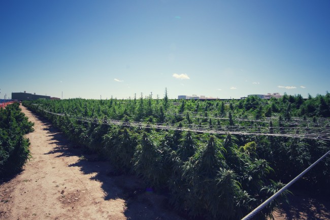 Large grow operation