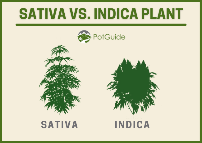 A comparison of a sativa plant vs an indica plant