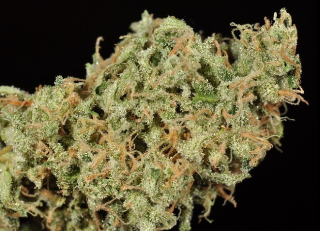 Durban Poison