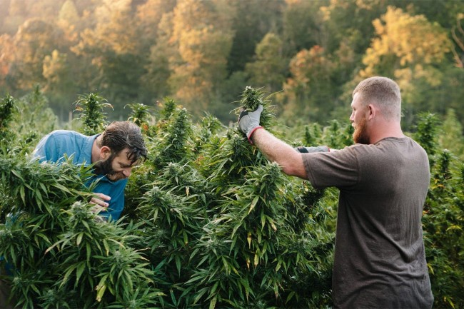 Two people working in a cannabis grow