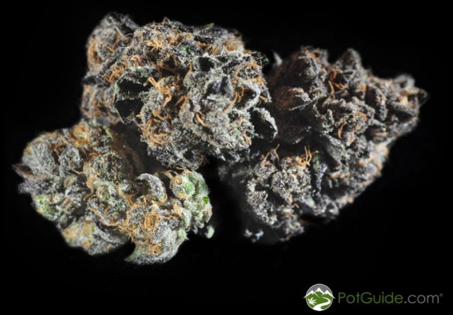 Purple weed
