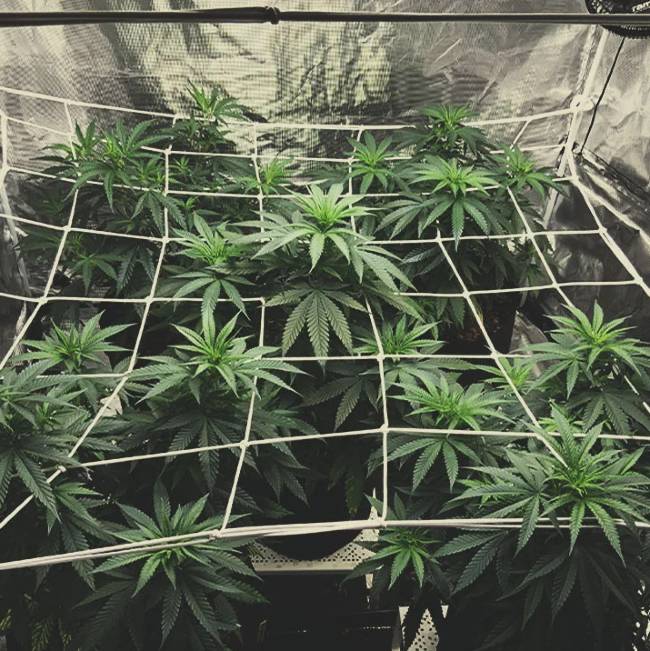 Marijuana micro grow