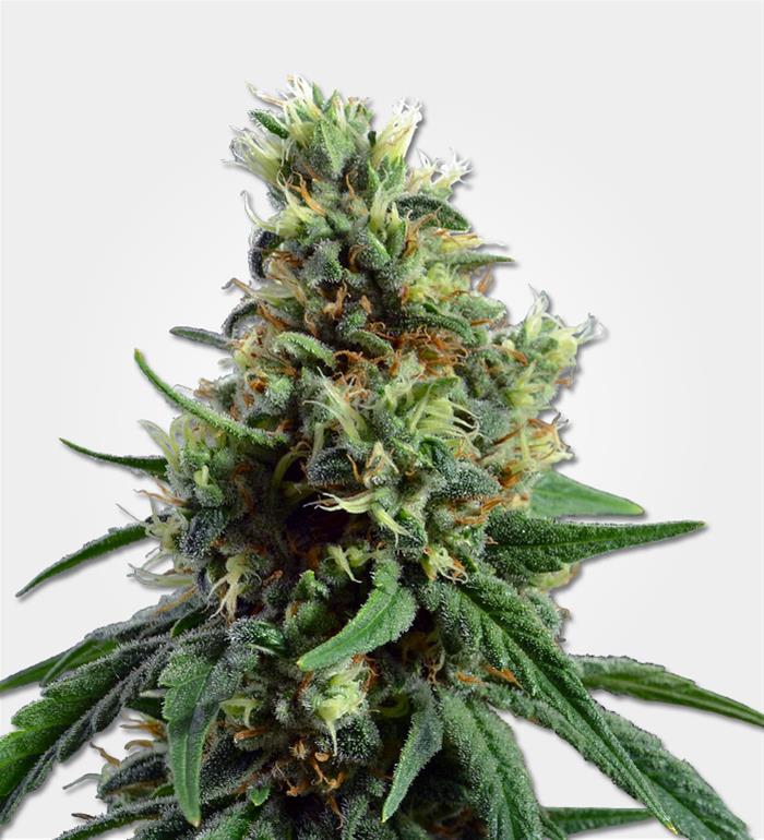 sour-diesel-seeds-by-msnl-cannabis-product-potguide