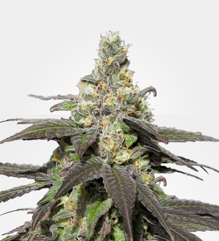 Wedding Cake Feminized Seeds by MSNL Cannabis Product