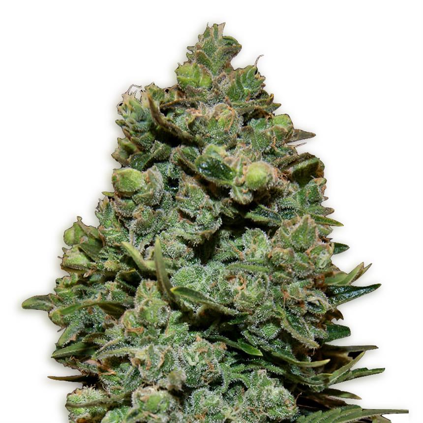 Swiss Cheese feminized seeds by Weedseedsexpress Cannabis Product