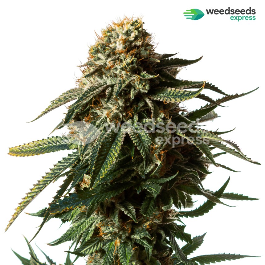 Berner Cookies feminized seeds by Weedseedsexpress Cannabis Product PotGuide