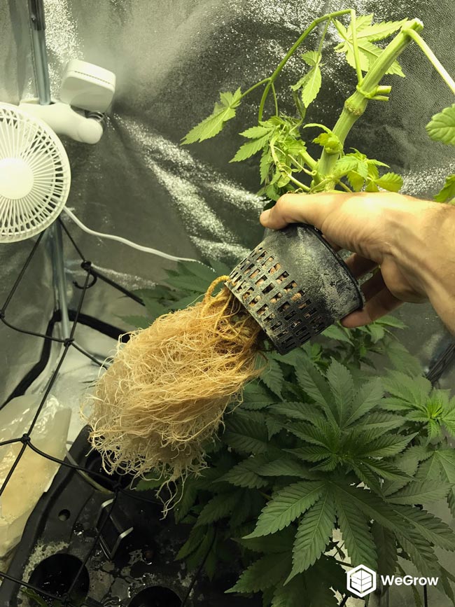 Beginners Guide To Growing Marijuana Potguide Com,Kitchen Sink Plumbing