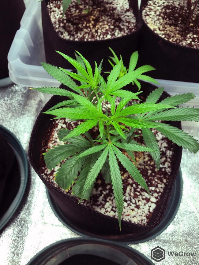 A healthy cannabis plant growing in coco coir