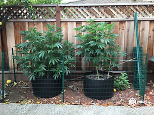 A couple outdoor marijuana plants flourishing