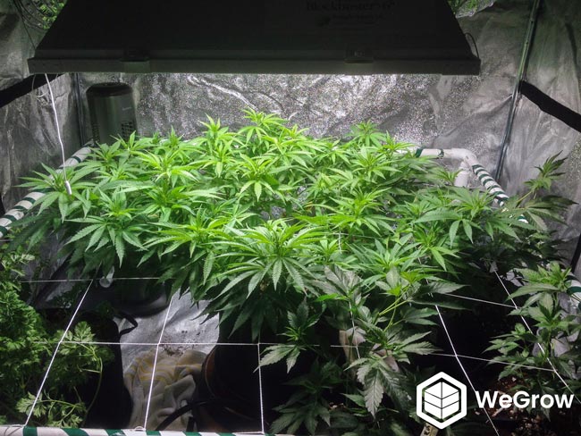 Example of ScrOG, or Screen of Green