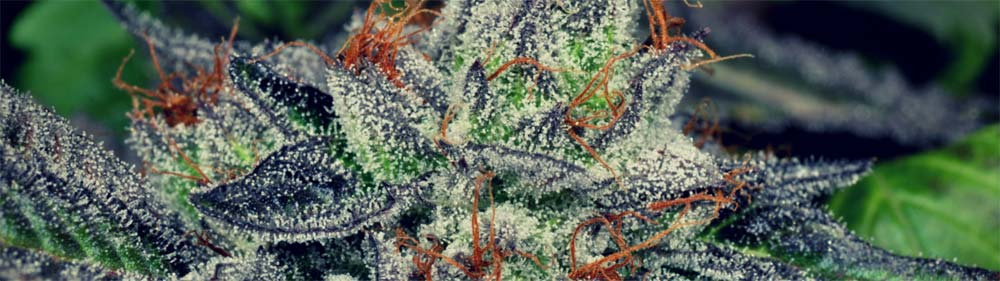 The Beginners's Guide to Growing Marijuana