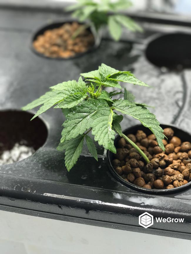 Beginners Guide to Growing Marijuana PotGuide