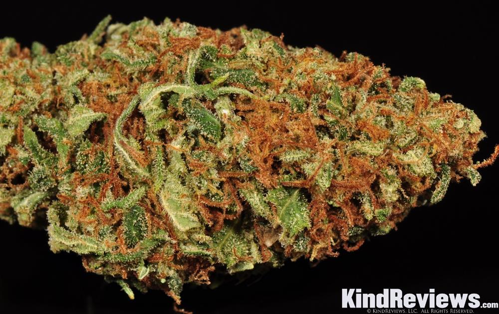 Captain Kush Review Chronic Wellness