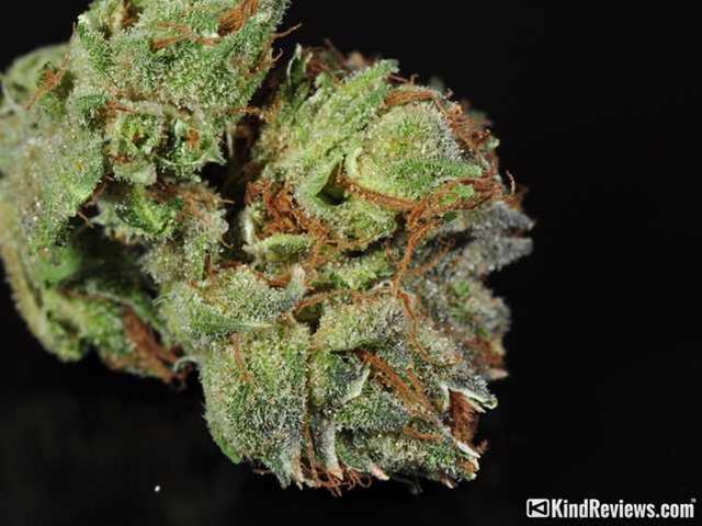 Purple Voodoo Review Botanico Potguide Com