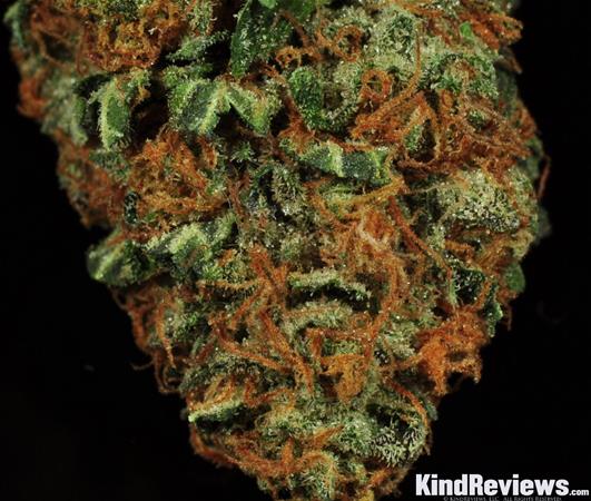 Skywalker Og Review Alternative Wellness Center Potguide Com
