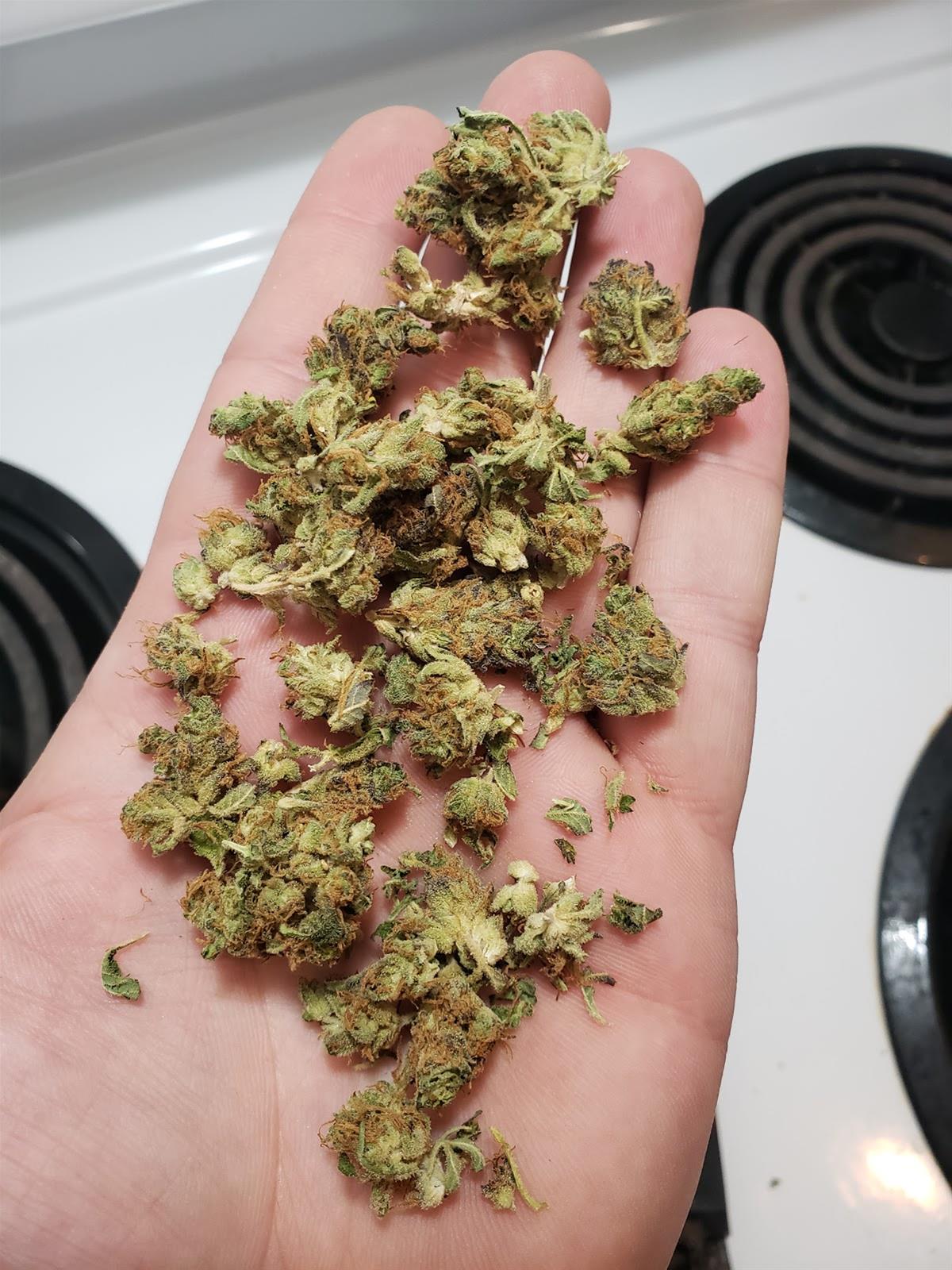 Nova Cannabis Grove Landing Marijuana Dispensary in Spruce Grove