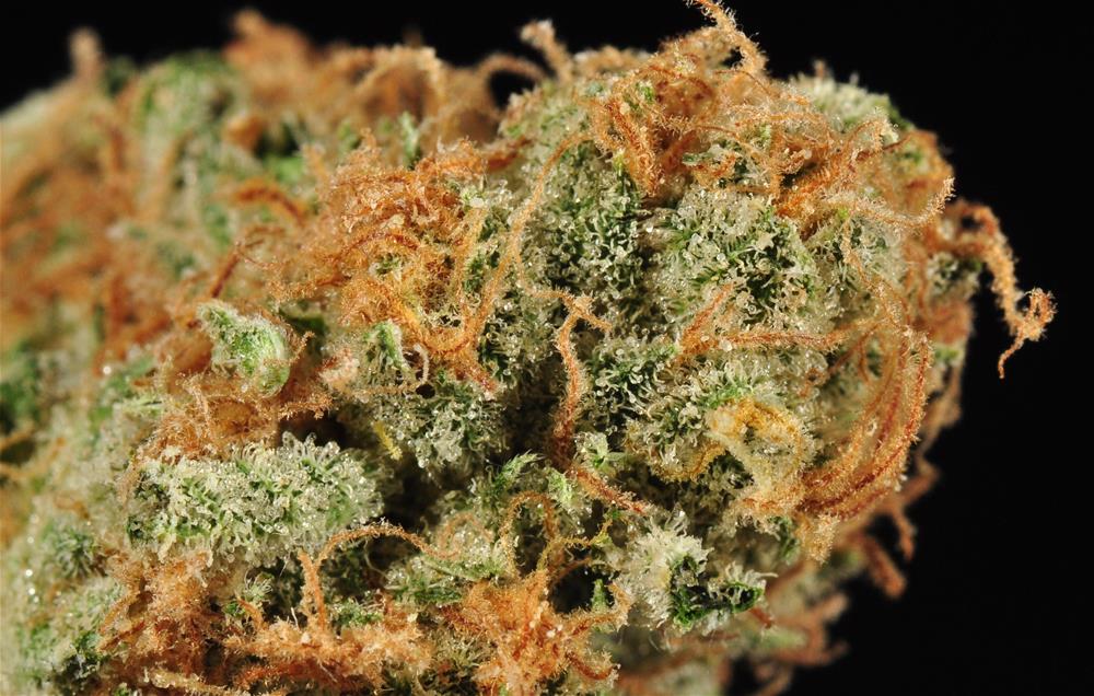 Agent Orange Marijuana Strain Library Potguide Com