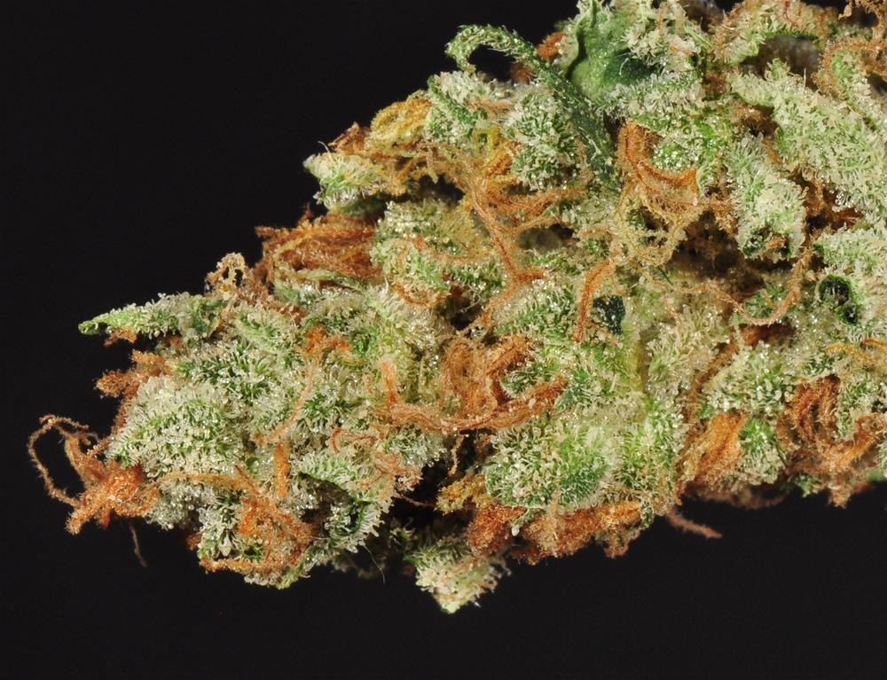 Agent Orange Marijuana Strain Library Potguide Com