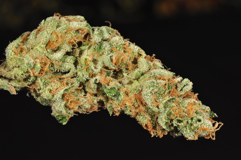 Agent Orange Marijuana Strain Library Potguide Com