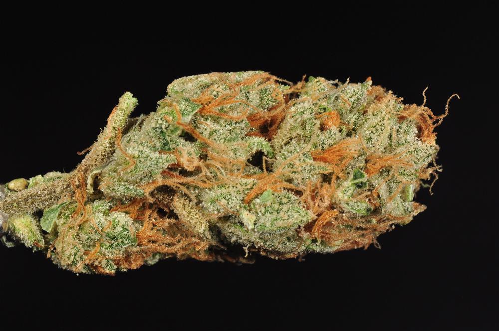 Agent Orange Marijuana Strain Library Potguide Com