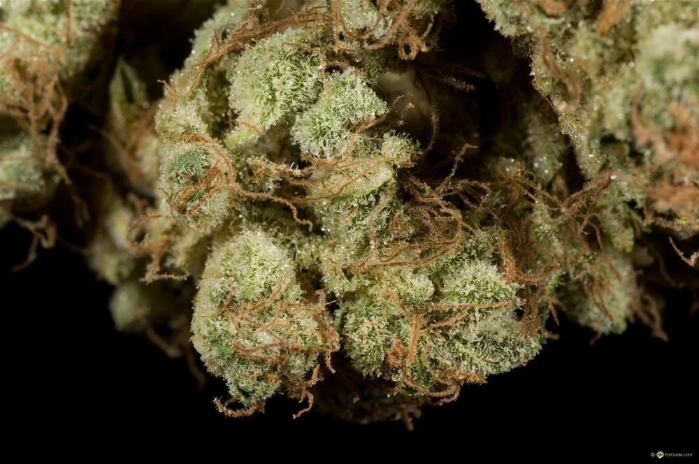 Super Silver Sour Diesel Haze Sssdh Marijuana Strain Library Potguide Com