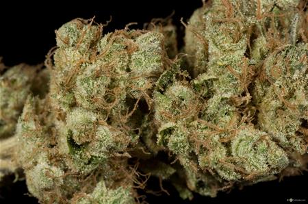 Super Silver Sour Diesel Haze Sssdh Marijuana Strain Library Potguide Com