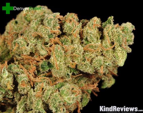 Durban Poison seeds (feminized) - WSE - Delivery Guaranteed