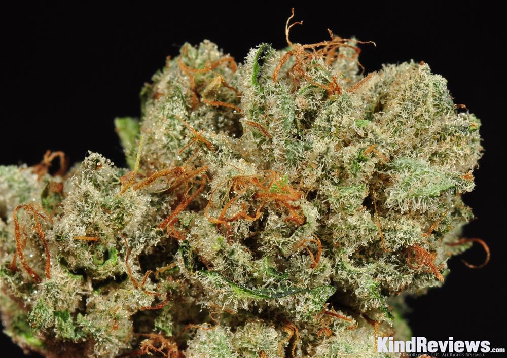Ghost Moonshine Marijuana Strain Library PotGuide