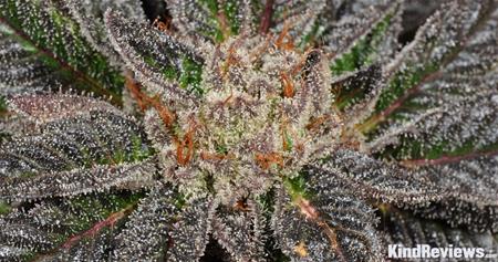 Grape Ape | Marijuana Strain Library | PotGuide.com