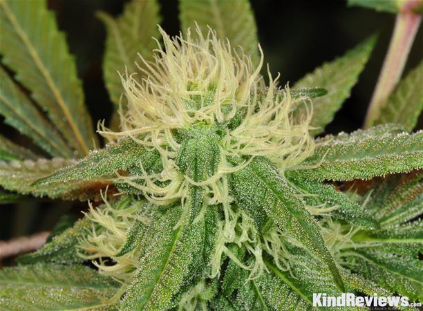 Grape Ape | Marijuana Strain Library | PotGuide.com