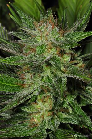 Sweet Tooth Marijuana Strain Library Potguide Com