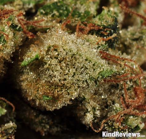 Triangle | Marijuana Strain Library | PotGuide.com