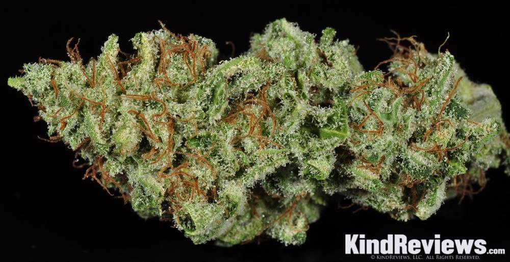 White Widow Automatic Female Cannabis Seeds - Spliffseeds