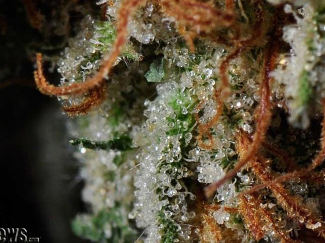 Bubba Diesel | Marijuana Strain Library | PotGuide.com