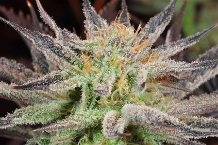 Chernobyl Marijuana Strain Library Potguide Com