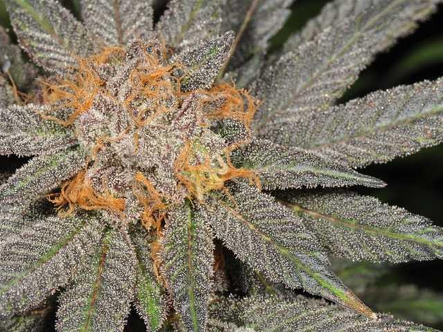 grand-daddy-purps-marijuana-strain-library-potguide