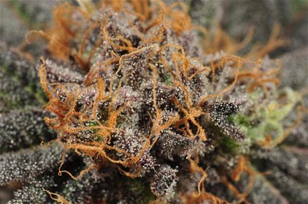 Grand Daddy Purps | Marijuana Strain Library | PotGuide.com