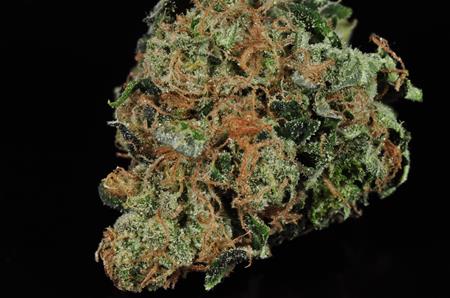 Headband Marijuana Strain Library Potguide Com