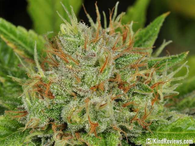 Hindu Kush | Marijuana Strain Library | PotGuide