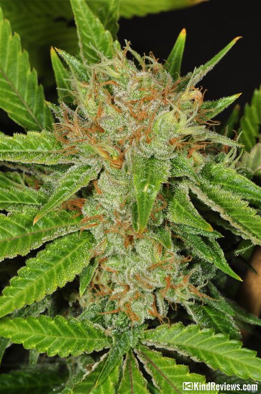 Hindu Kush | Marijuana Strain Library | PotGuide.com