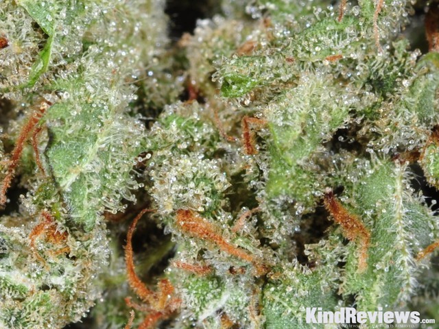 sweet j strain eo sweet j strain eo