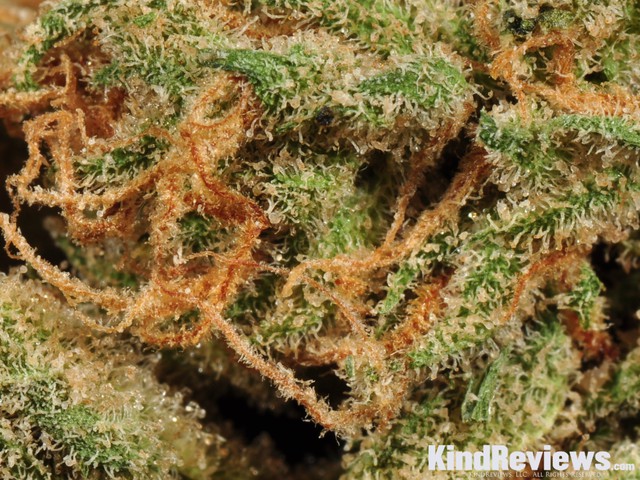 Papaya | Marijuana Strain Library | PotGuide