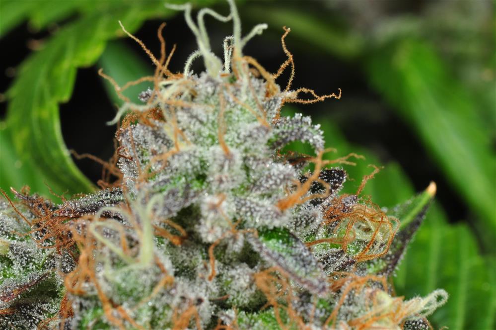 sweet j strain eo