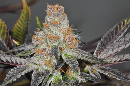 Girl Scout Cookies Marijuana Strain Library Potguide Com