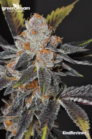 Girl Scout Cookies Marijuana Strain Library Potguide Com