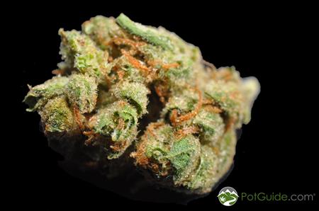 Pura Vida Marijuana Strain Library Potguide Com